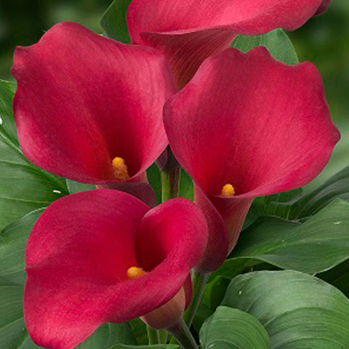 Zantedeschia Captain Hollywood