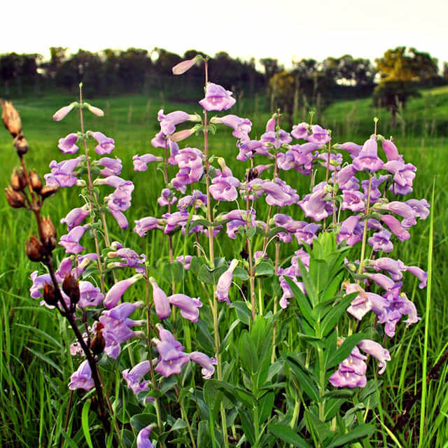 Penstemon grandiflora