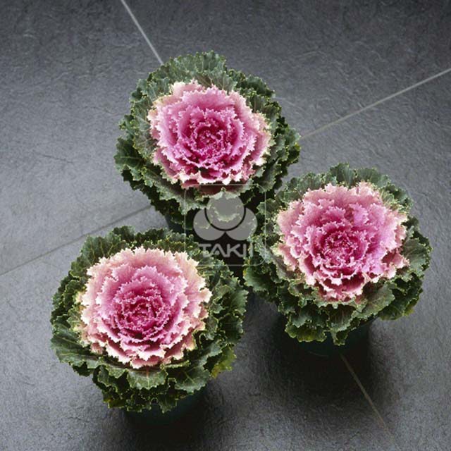 Brassica Songbird F1 Round Pink Brown Leaf Tips