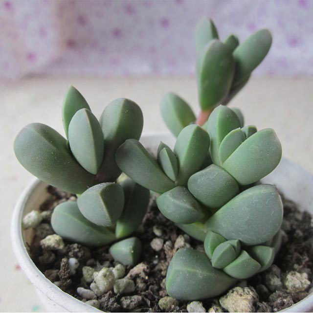 Astridia velutina