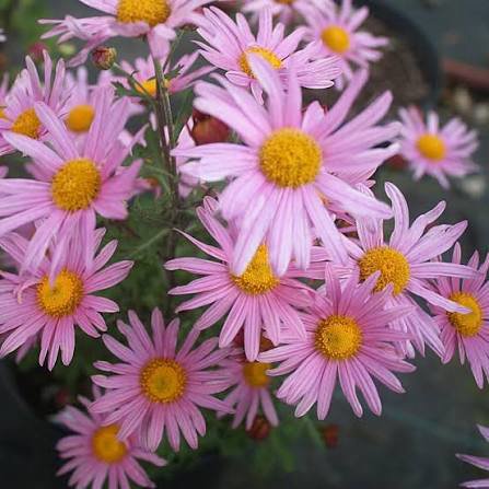 Dendranthema zawadskii