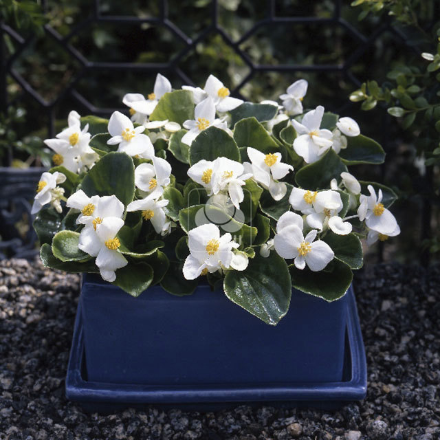 Begonia Monza White 91