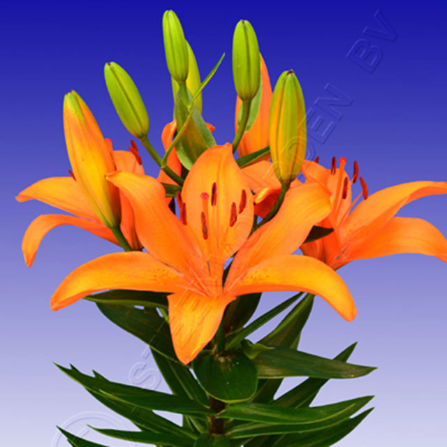 Lily Orange Matrix White Cottony Spots
