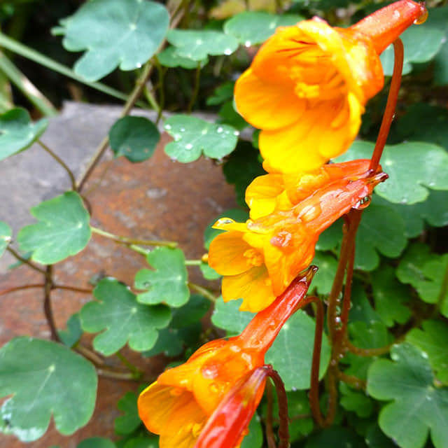 Tropaeolum tuberosum