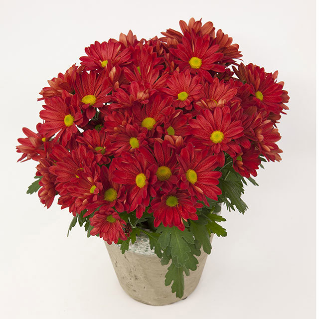 Chrysanthemum Coutinho White Powder
