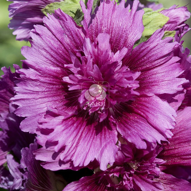 Alcea rosea Purple