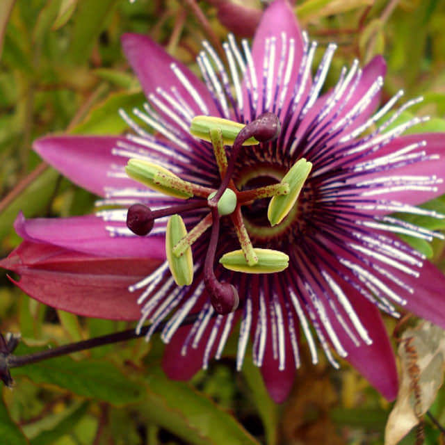 Passiflora racemosa