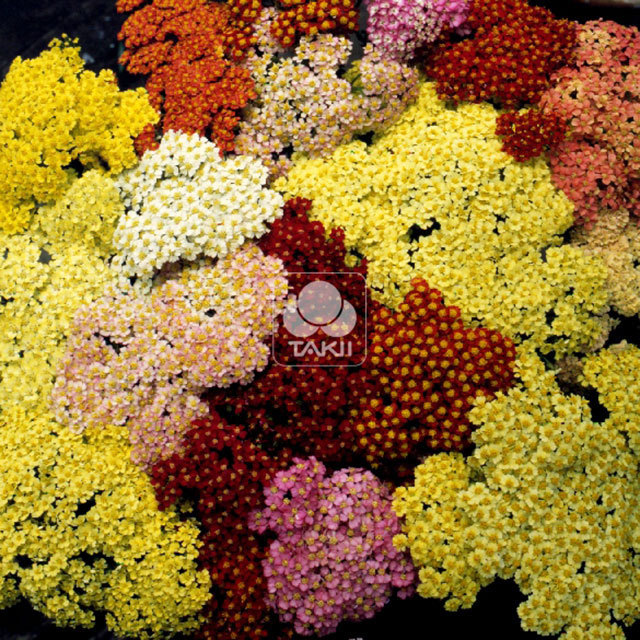 Achillea millefolium Summer Pastels F2