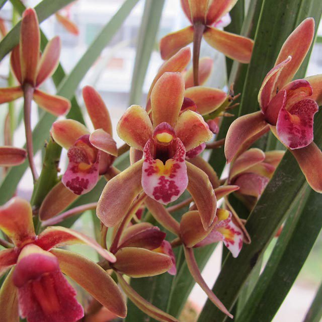 Cymbidium floribundum