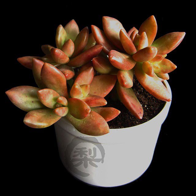 Sedum nussbaumerianum Fine Webbing