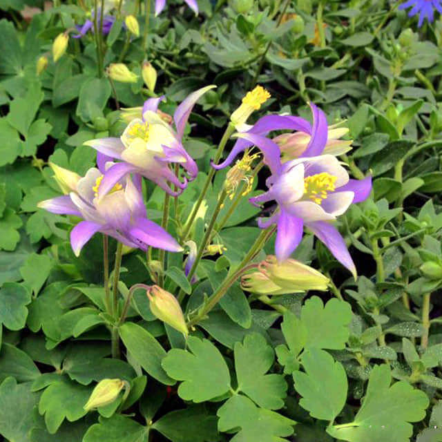 Aquilegia flabellata