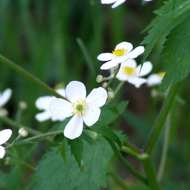 Ranunculus aconitifolius