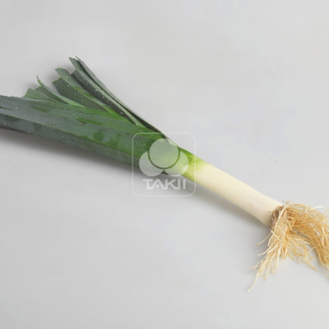 Allium porrum Mako Sublim F1 Drooping Leaves