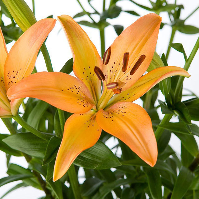 Lily Red Sunset White Cottony Spots
