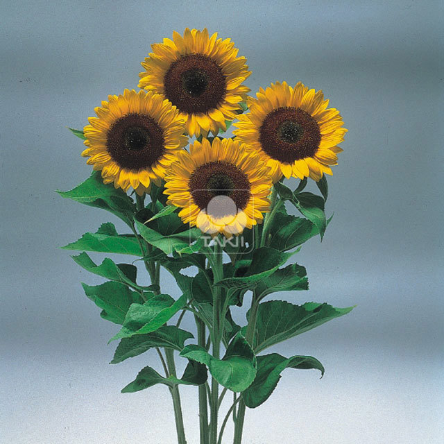 Helianthus annuus Sunrich Orange