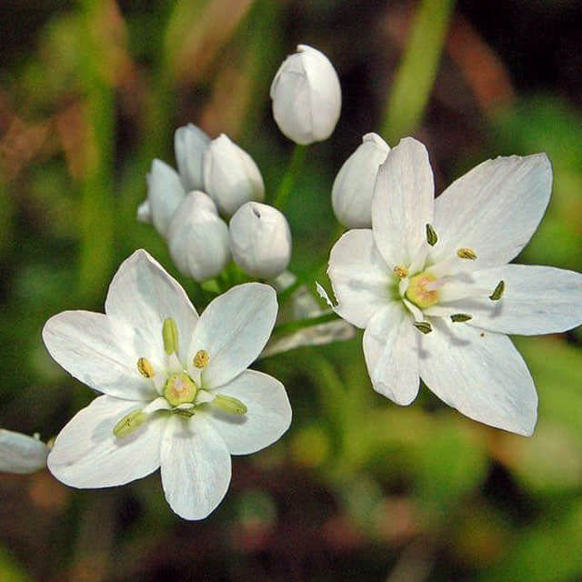 Allium amplectens