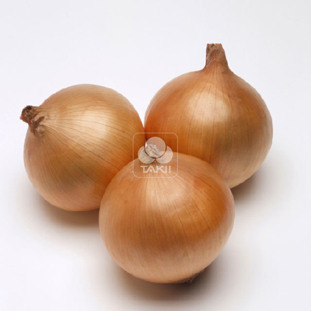 Allium cepa Reks F1