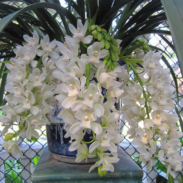 Cymbidium cochleare