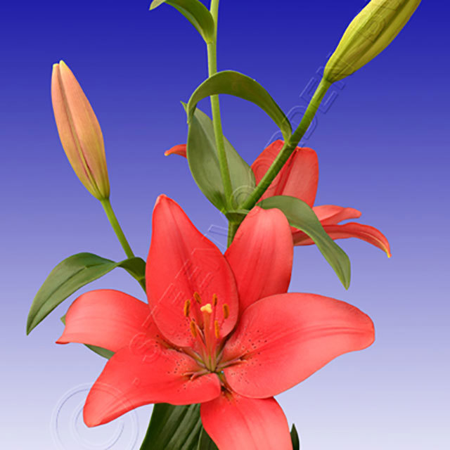 Lilium LA Hybrid Manado White Powder