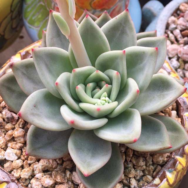 Echeveria Baekya Fine Webbing