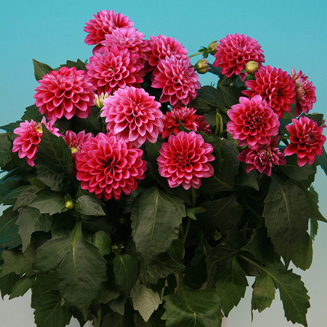 Dahlia Bermuda Beach
