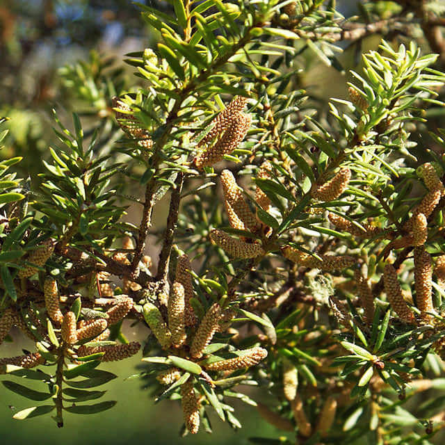 Podocarpus totara