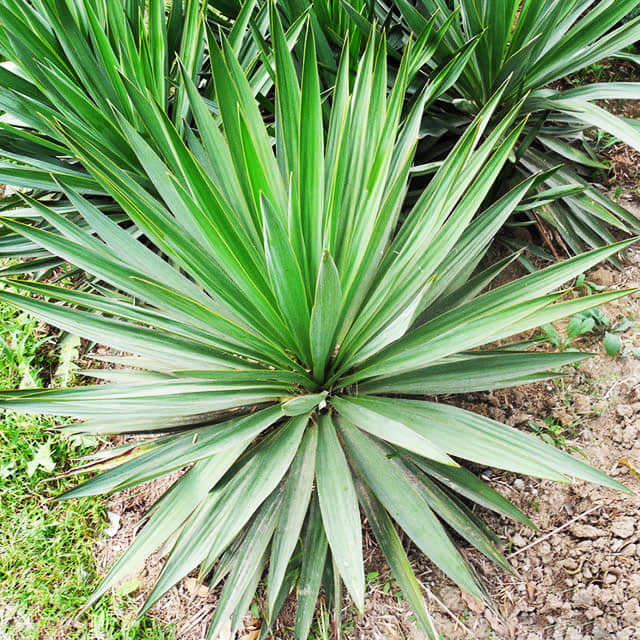 Agave sisalana
