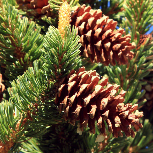 Pinus longaeva