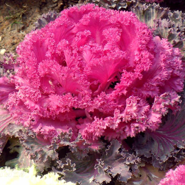 Brassica oleracea acephala f.tricolor Brown Leaf Tips
