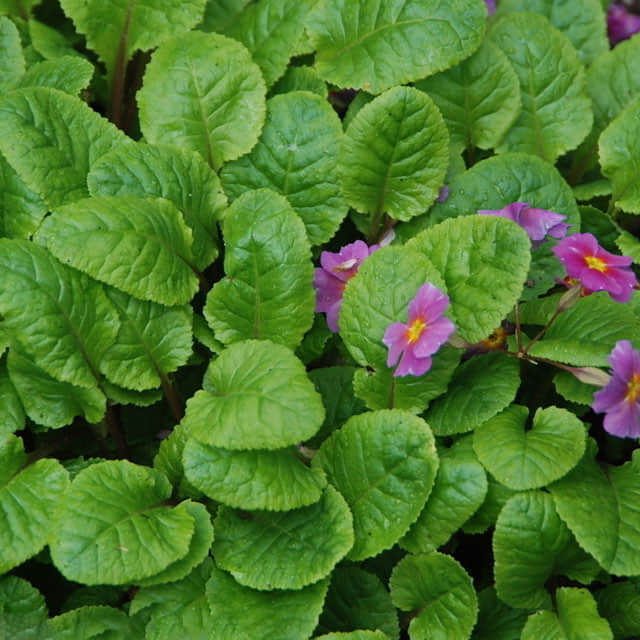Verbena hybrida