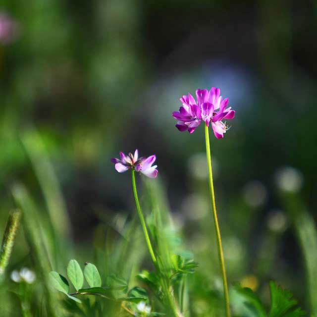 Astragalus sinicus