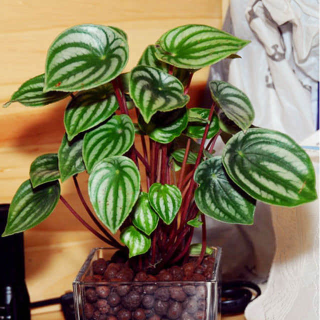 Peperomia argyreia
