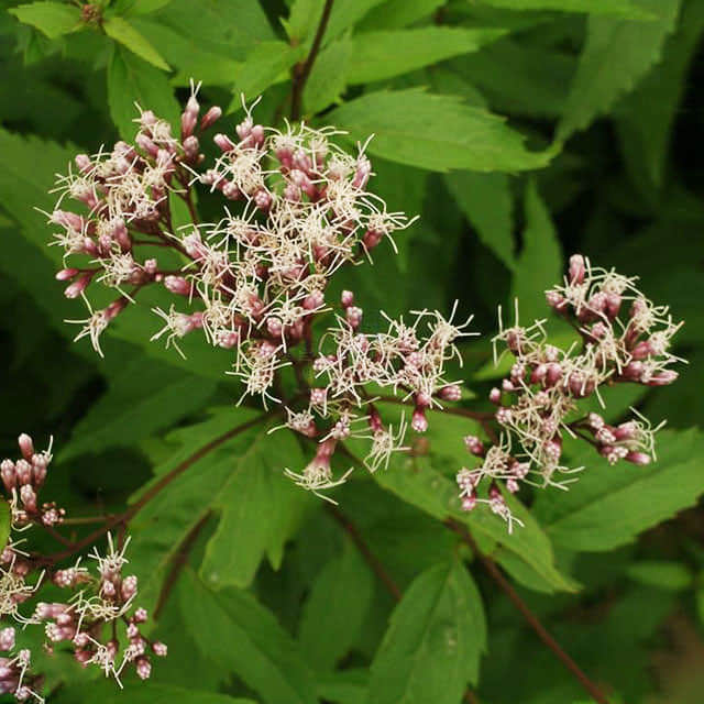 Eupatorium fistulosum