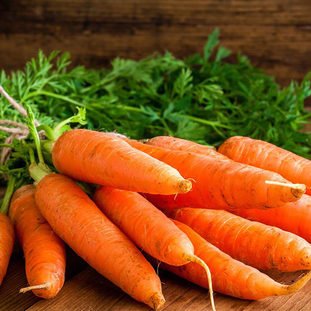 Daucus carota sativa Moscerini del terriccio