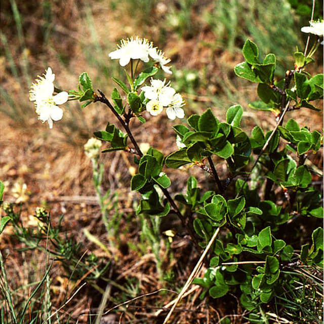 Prunus fruticosa