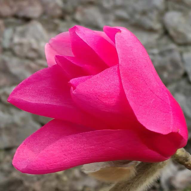 Magnolia wufengensis