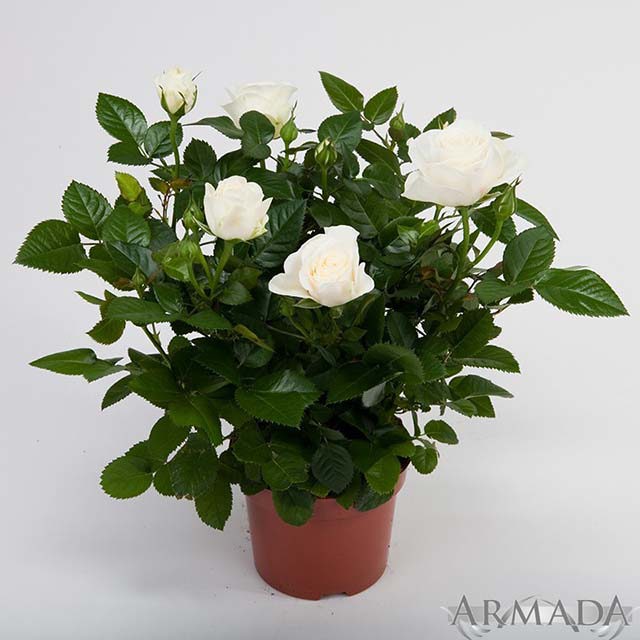 Mini Rose White Star Leggy Stems