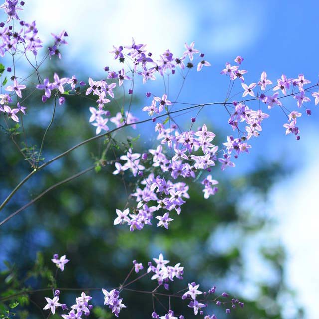 Thalictrum delavayi