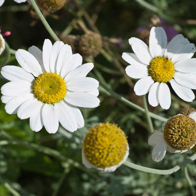 Matricaria recutita