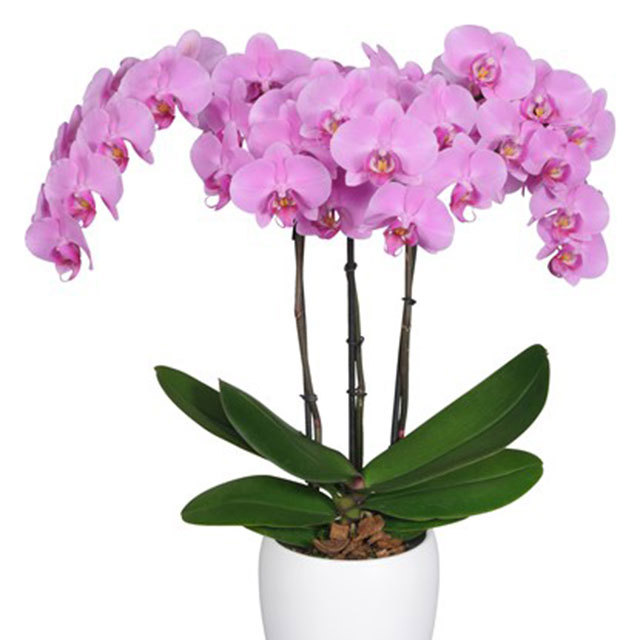 Phalaenopsis Bloomington