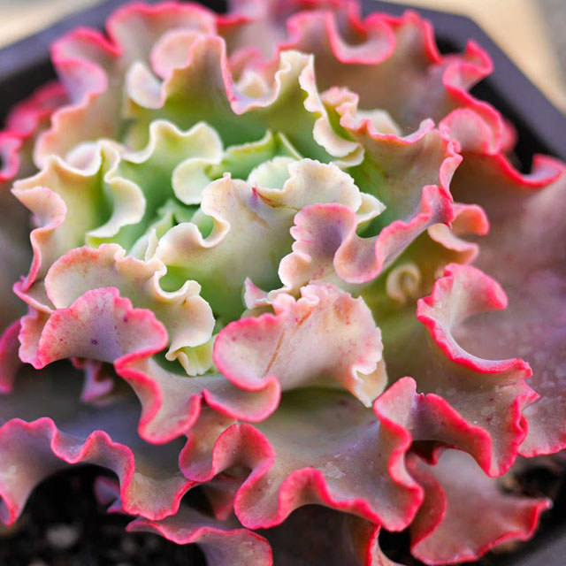 Echeveria Takasago no Okina Leggy Stems