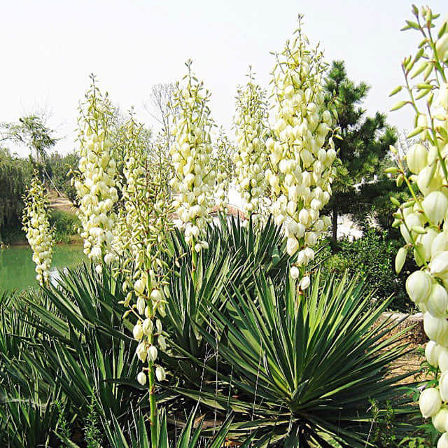Yucca