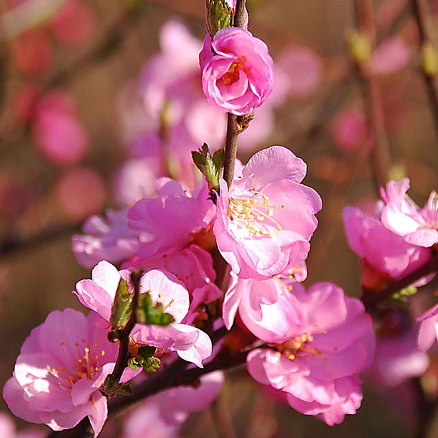 Prunus triloba