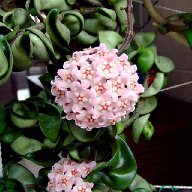 Hoya compacta