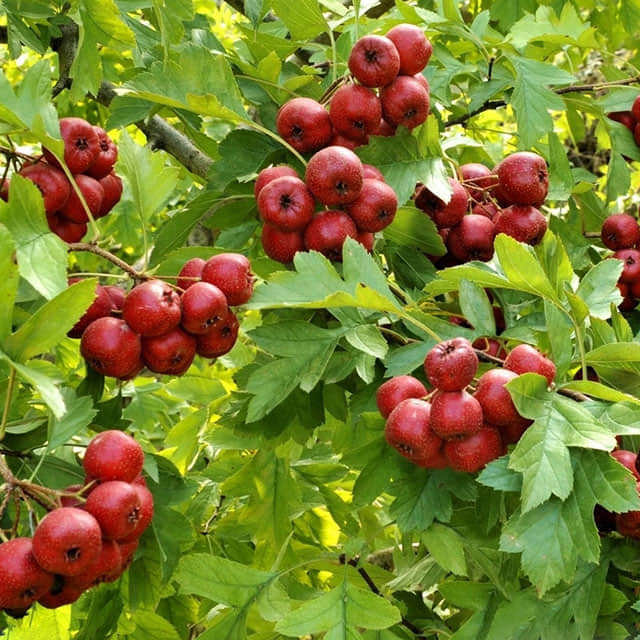 Crataegus viridis