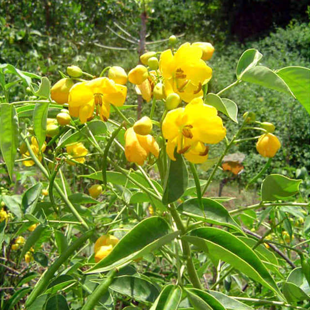 Senna septemtrionalis