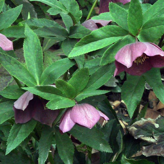 Helleborus thibetanus