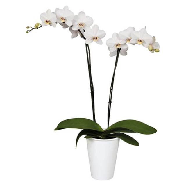 Phalaenopsis Valencia Tiny Black Flies