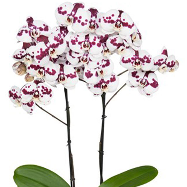 Phalaenopsis Benidorm Sudden Leaf Drop