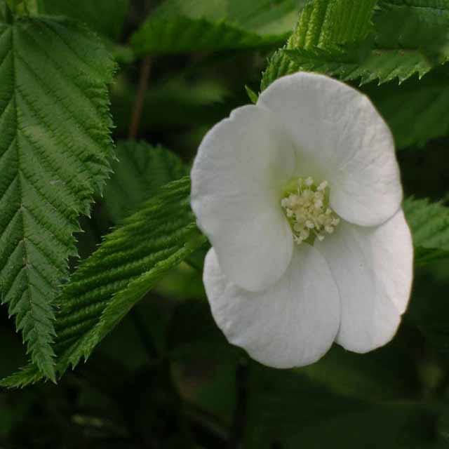Rhodotypos scandens